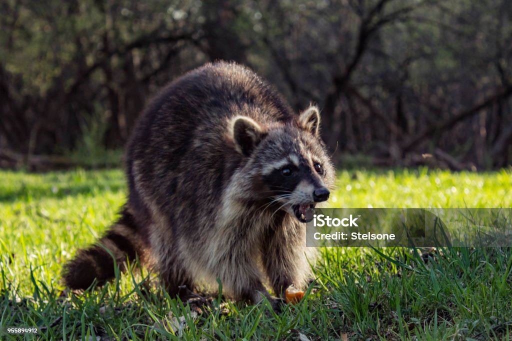 Angry Young Racoon Angry Wild Raccoon Catch a piece of sausage Raccoon Stock Photo