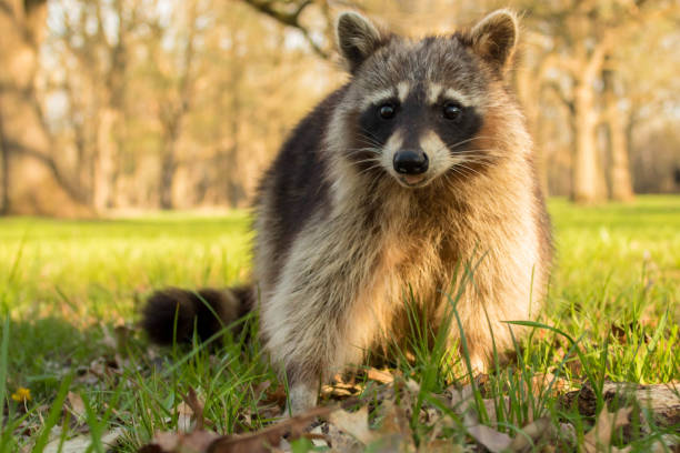 istock Cute wild raccoon 955894924