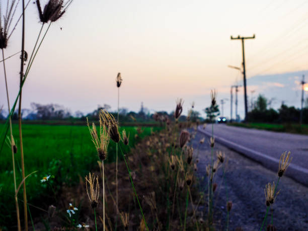 Beautiful natural landscape in the summer time.