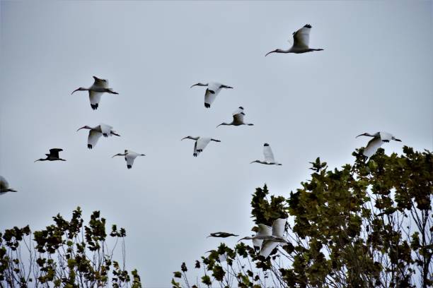 istock A Flock of Birds Flying Over Treetop. 955895580
