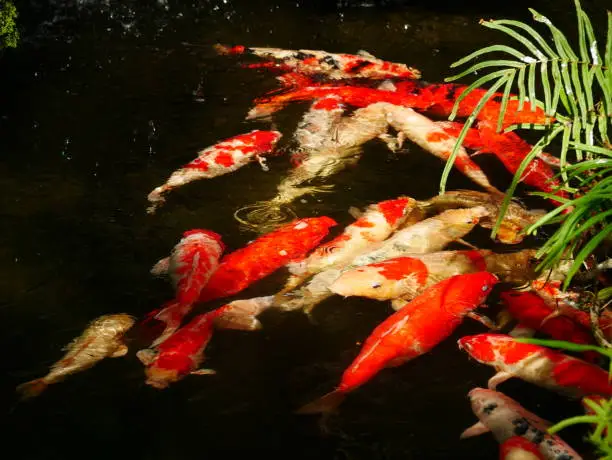 Photo of colored fish carp