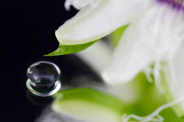 macrophotography of the small droplets, close-up of many small water droplets on small green leaves, dewdrops, raindrops close-up, green background