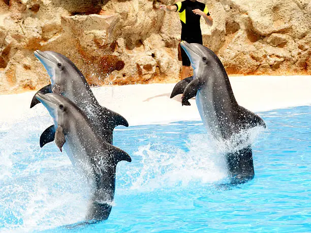 Photo of Dolphin Show