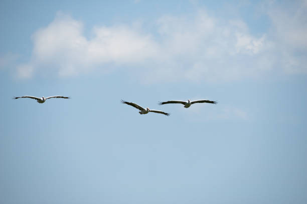 istock Flying spot billed pelican or grey pelican in Thailand 955903454