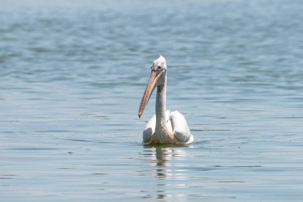 istock spot billed pelican or grey pelican in Thailand 955903482