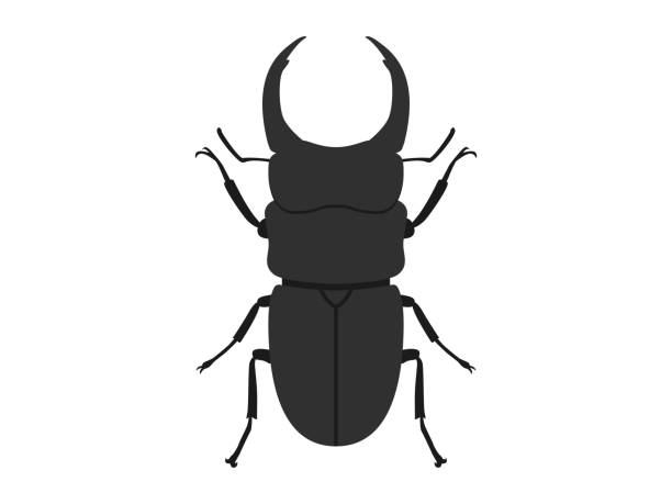 Stag Beetle Vector Art Graphics Freevector Com