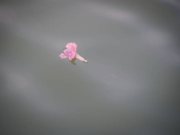 istock Pink Tabebuia flower that flow follow with water. 955903634