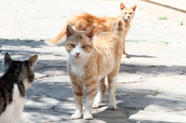 istock A flock of stray cats, red and black cats 955909158