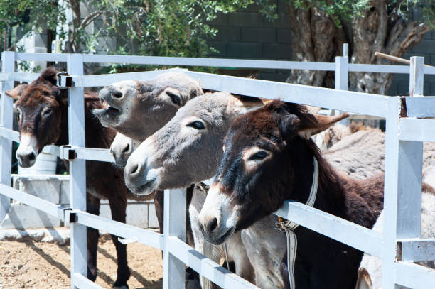 istock Funny Donkeys in the pen 955909550