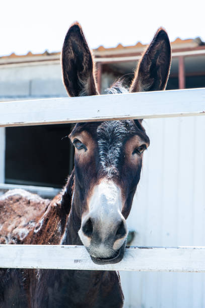istock Funny Donkeys in the pen 955909698