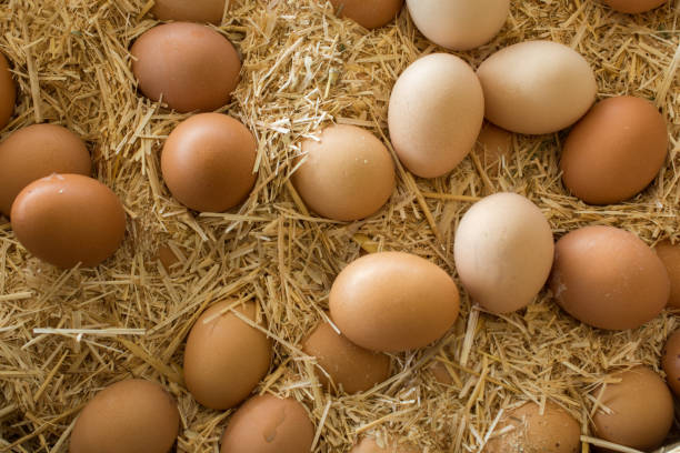 istock Organic fresh farm eggs at the market 955911990