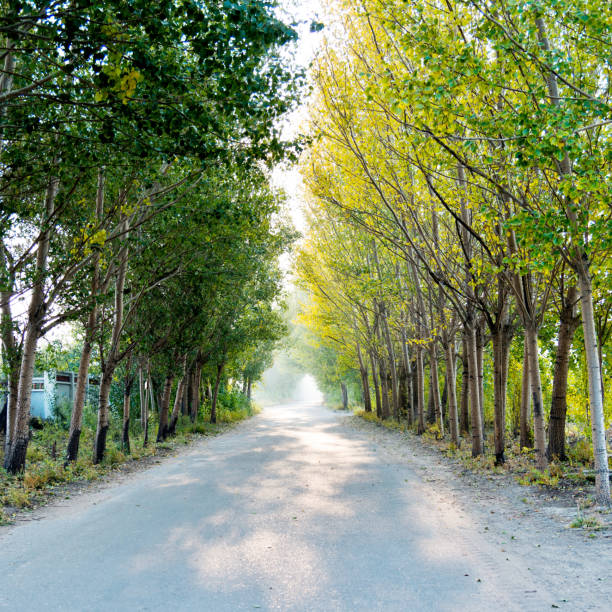 istock Country road through trees in autumn 955912518