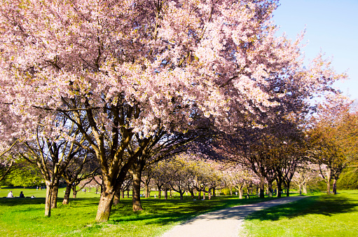 Park with Scandinavian beautiful blooming cherry trees spring 2018