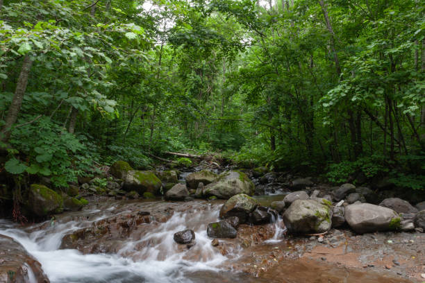 summer stream - hokkaido japan stream forest imagens e fotografias de stock