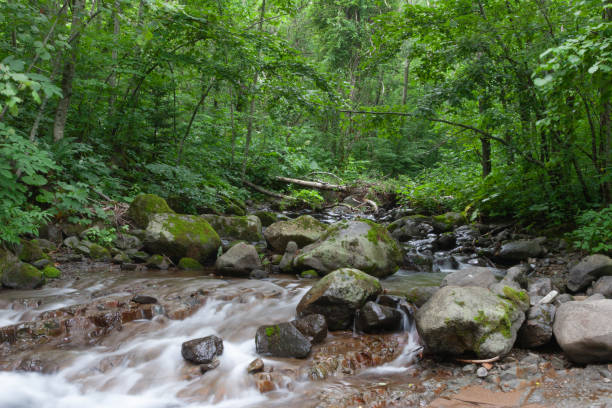 summer stream - hokkaido japan stream forest imagens e fotografias de stock