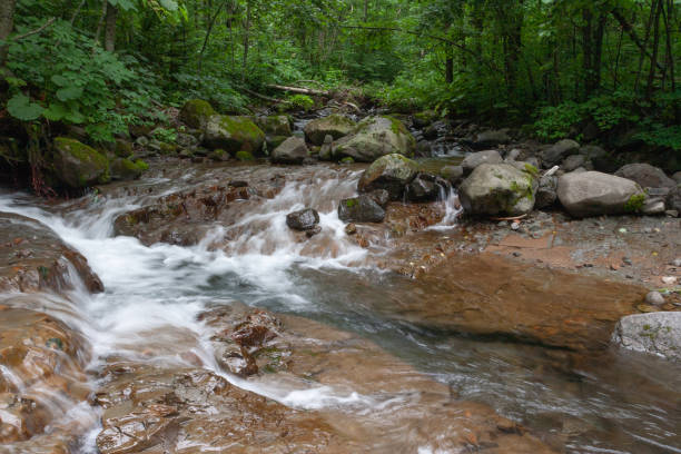 summer stream - hokkaido japan stream forest imagens e fotografias de stock