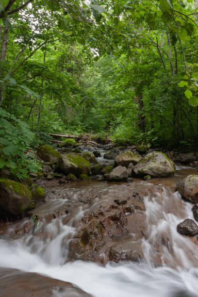 summer stream - hokkaido japan stream forest imagens e fotografias de stock