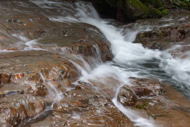 summer stream - hokkaido japan stream forest imagens e fotografias de stock