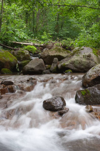 summer stream - hokkaido japan stream forest imagens e fotografias de stock