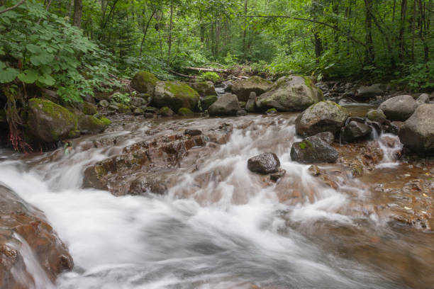 summer stream - hokkaido japan stream forest imagens e fotografias de stock