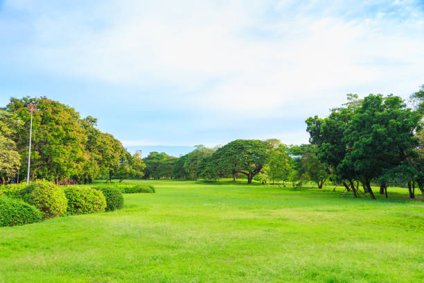 istock A beautiful lawn in the park with nature background. 955915990