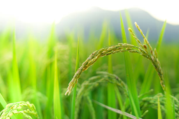 istock Close up Japanese rice field, Paddy field 955915992
