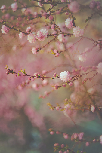 Painterly nature background with tiny pink cherry blossoms