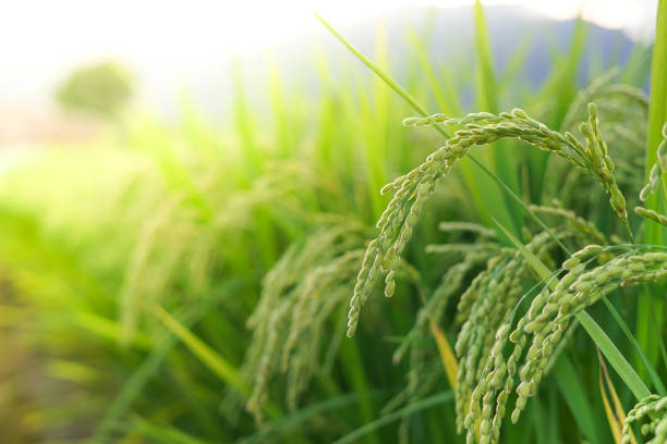 istock Close up Japanese rice field, Paddy field 955916066