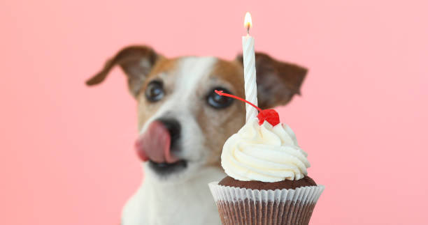 istock jack russell dog look at candle in cake and lick 955920120