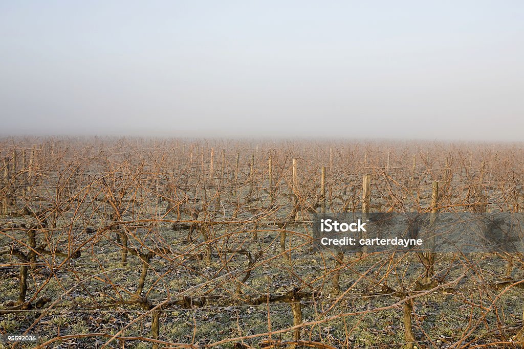 Misty lever de soleil sur les vignobles de Bordeaux, France - Photo de Bordeaux libre de droits