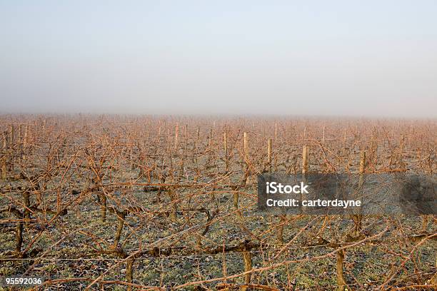 Photo libre de droit de Misty Lever De Soleil Sur Les Vignobles De Bordeaux France banque d'images et plus d'images libres de droit de Bordeaux