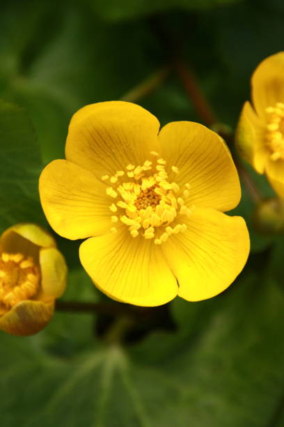 istock Close up on petal of marsh marigold 955921164