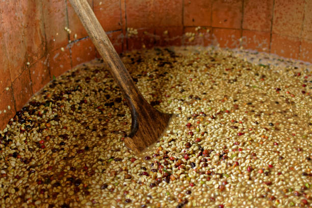 Coffee Bean Fermentation Tank Coffee beans being stirred in a fermentation tank in which raw coffee beans are fermented in order to remove the inner layer covering the beans fermenting photos stock pictures, royalty-free photos & images