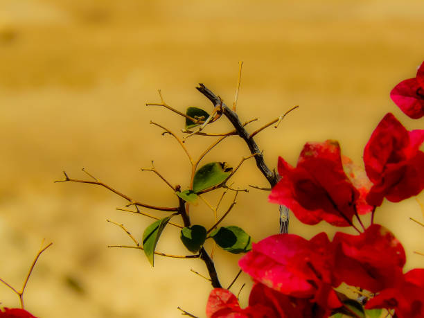 closeup of colorful flowers from Jerusalem