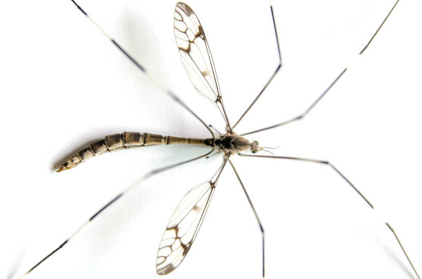 istock Macro of mosquito on white background 955922426