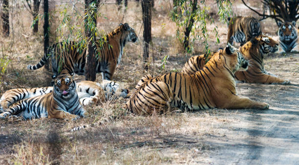istock Group of tigers lying on the ground 955925328
