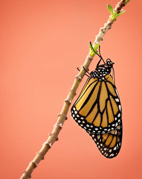 istock Newly Emerged Monarch butterfly 955925846