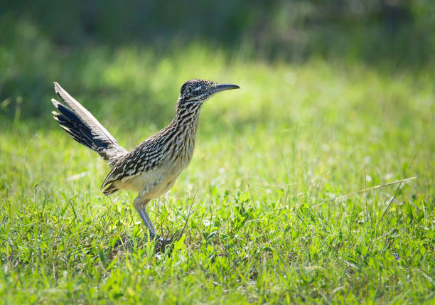 istock The greater roadrunner (Geococcyx californianus) bird in the grass 955925894