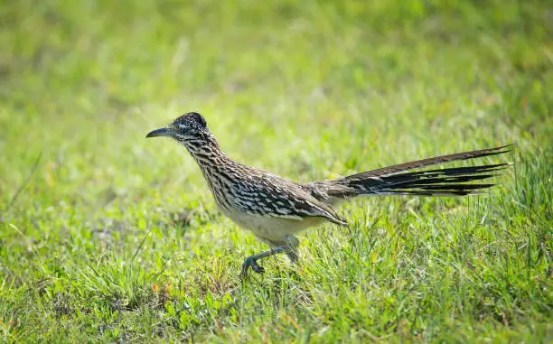 The greater roadrunner (Geococcyx californianus) bird running through the grass in springtime Texas