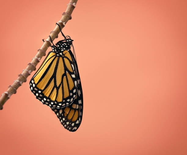 istock Newly Emerged Monarch butterfly 955926296