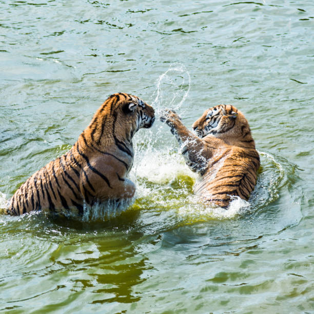 istock Two tigers fighting in the lake 955926390