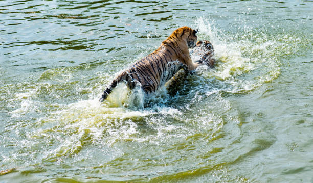 istock Two tigers fighting in the lake 955926472