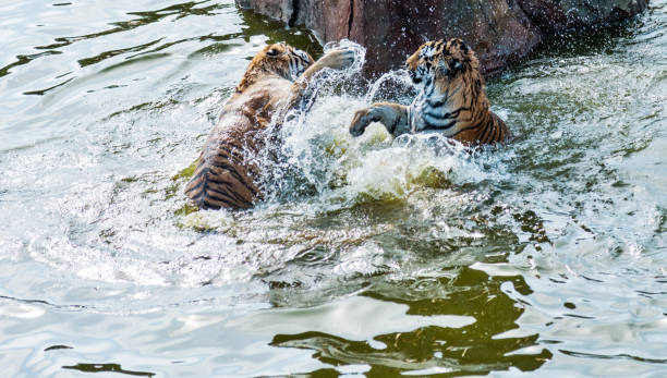 istock Two tigers fighting in the lake 955926476