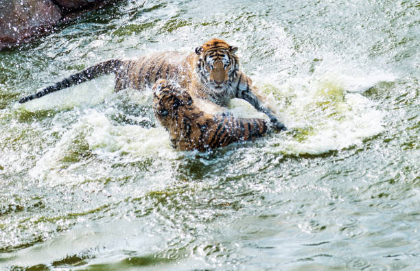 istock Two tigers fighting in the lake 955926492