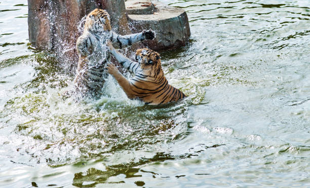 istock Two tigers fighting in the lake 955926494