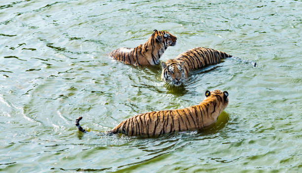 istock Two tigers in the lake 955926616