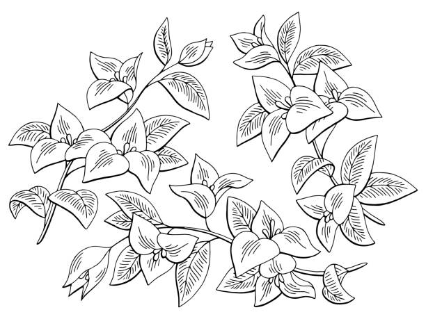 Bougainvillea flower graphic black white isolated sketch illustration set vector Bougainvillea flower graphic black white isolated sketch illustration set vector bougainvillea stock illustrations