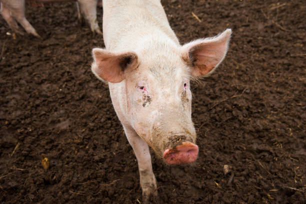 istock Domestic pigs on a farm 955931334