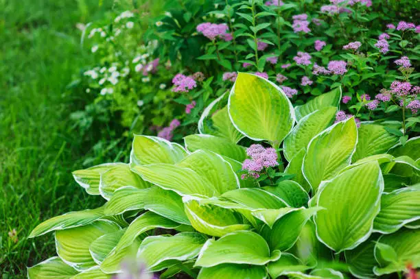 hosta planted in summer garden with other perennials