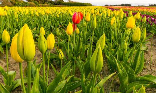 istock The beautiful flowers 955932352